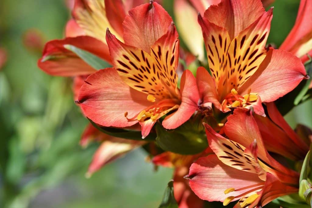 votre rhododendron en pot