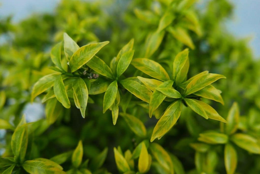 ombrage pour refroidir naturellement le jardin