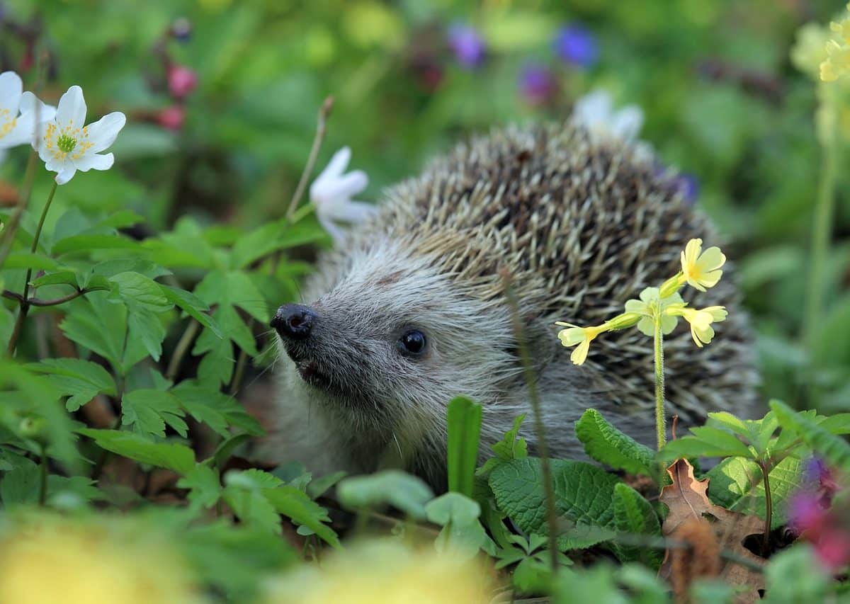 Créer et entretenir un jardin sauvage et naturel