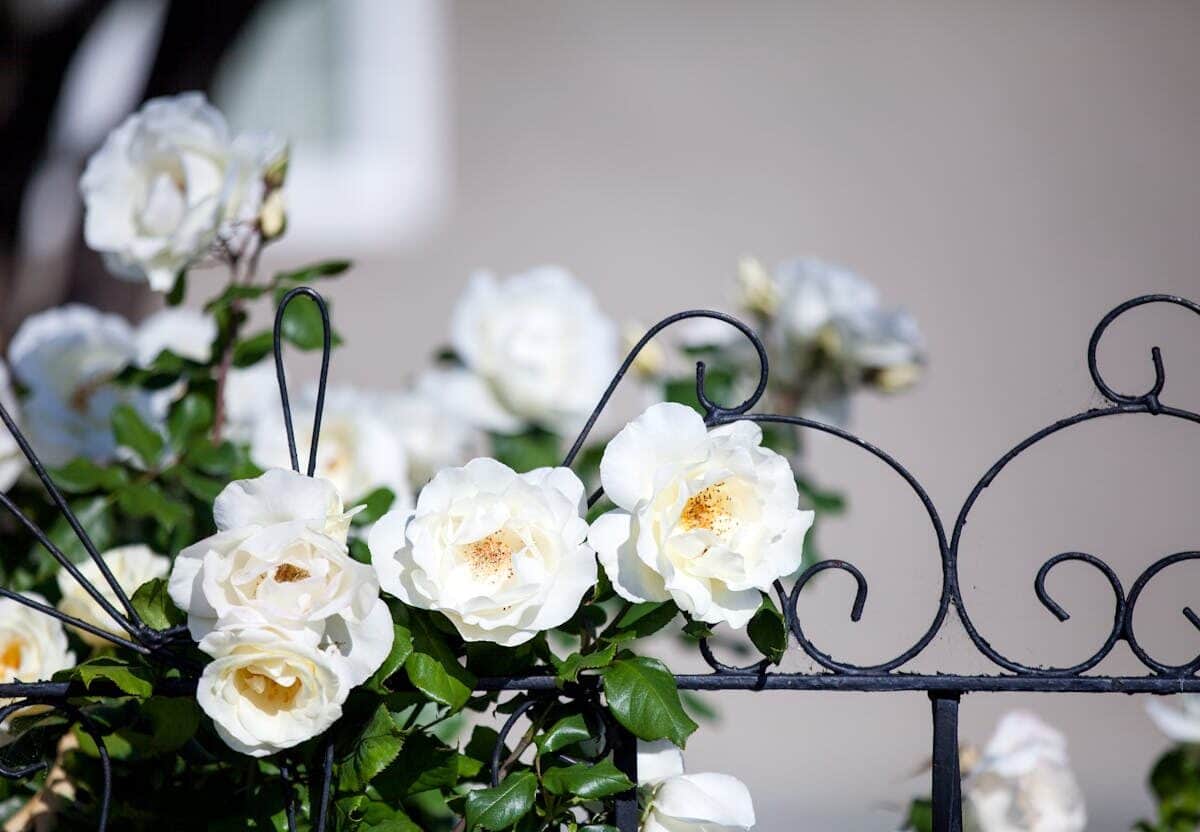 Clôture et aménagement de jardin