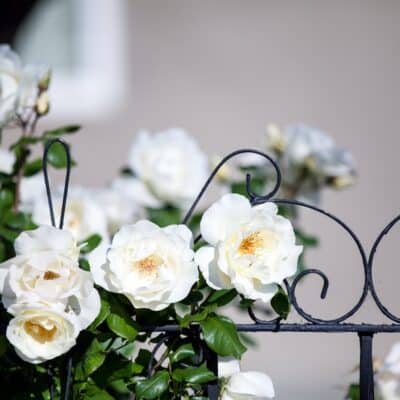 Clôture et aménagement de jardin