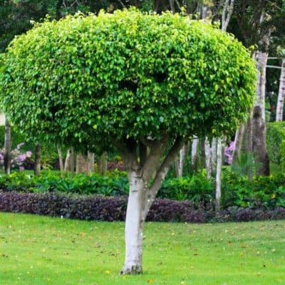 Les variétés d'arbres pour jardin