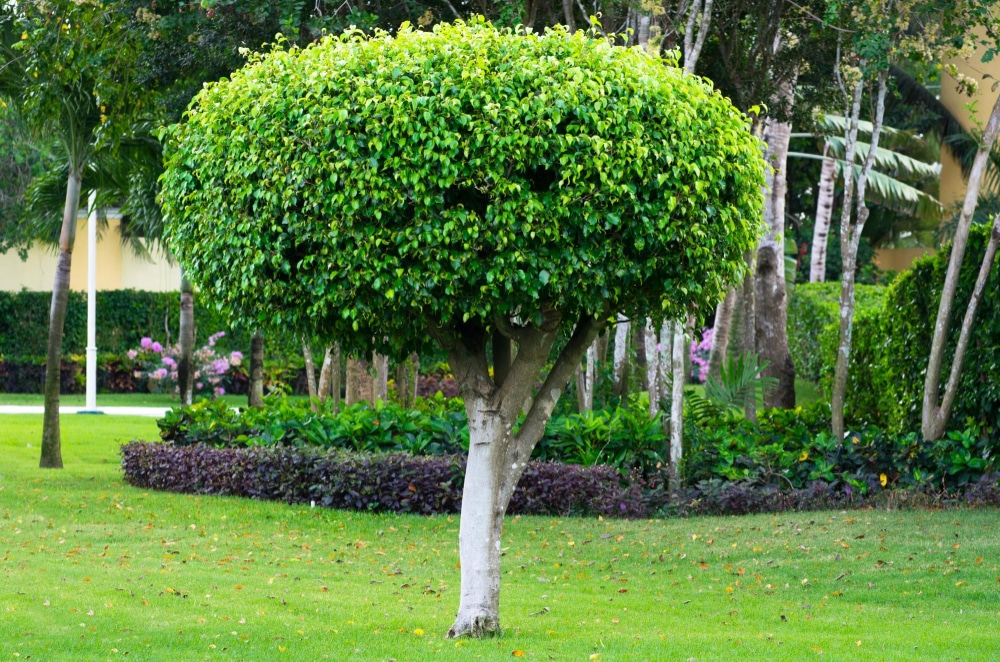 Les variétés d'arbres pour jardin