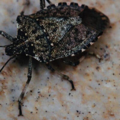 À quoi ressemble une punaise de lit