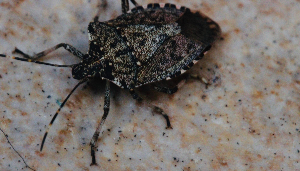 À quoi ressemble une punaise de lit