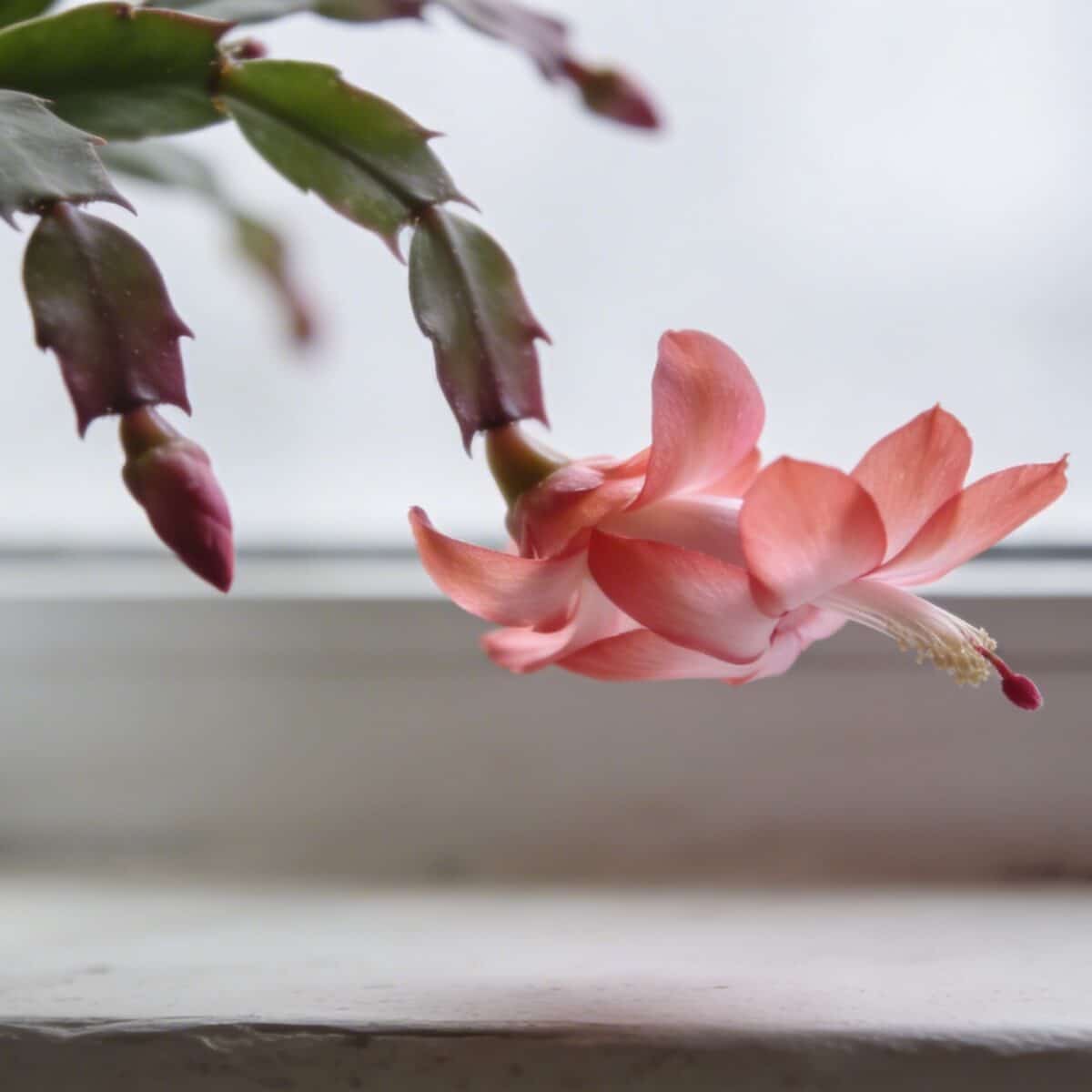 Gros plan sur un cactus de Noel fleuri sur rebord de fenetre