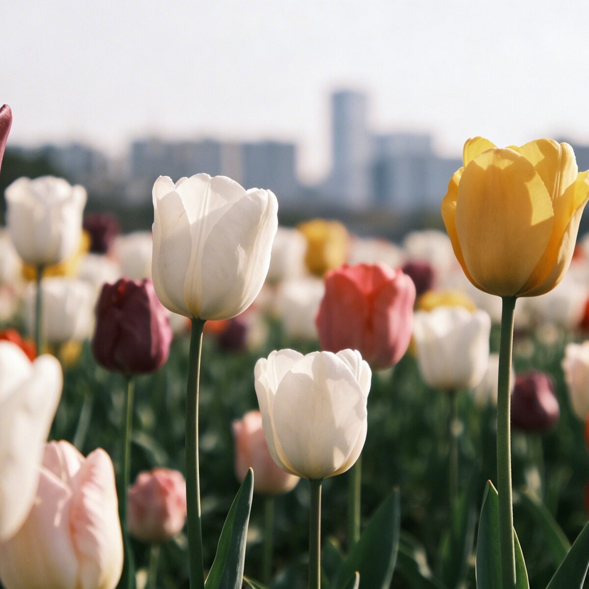 Champ de tulipes multicolores au soleil avec ville floue derriere
