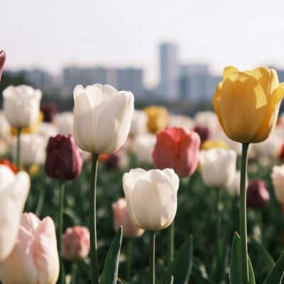 Champ de tulipes multicolores au soleil avec ville floue derriere