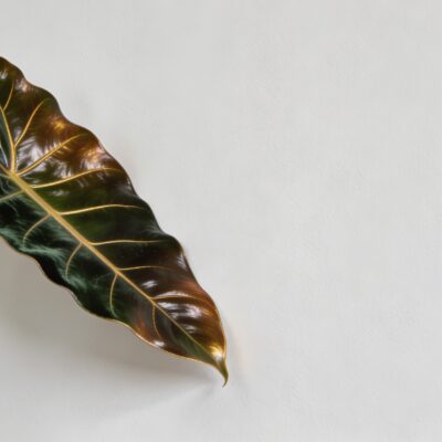 Gros plan sur feuille de philodendron melanochrysum brillante devant mur blanc