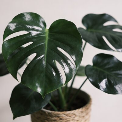 Gros plan sur feuilles vert fonce luisantes de philodendron en pot