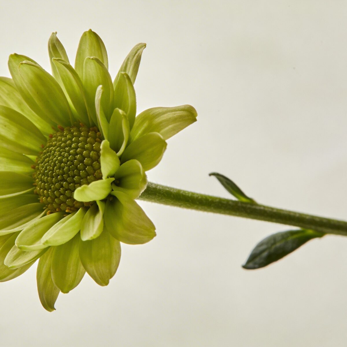 Gros plan sur une tige portant une seule fleur verte