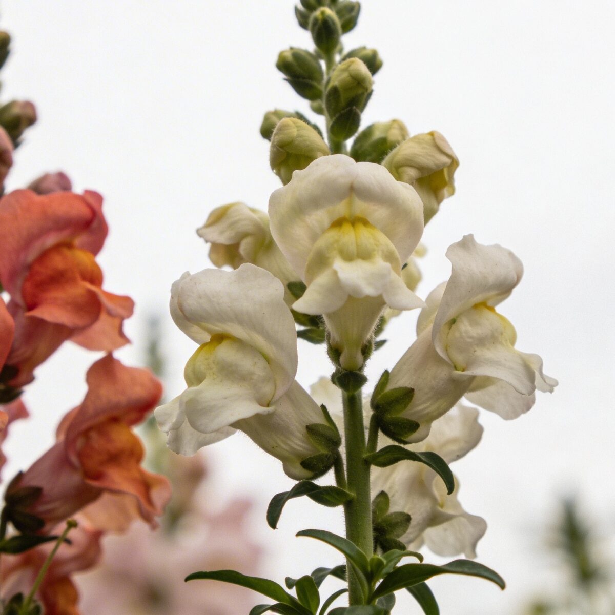 Plan rapproché de gueules de loup colorées dans un jardin