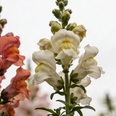 Plan rapproché de gueules de loup colorées dans un jardin