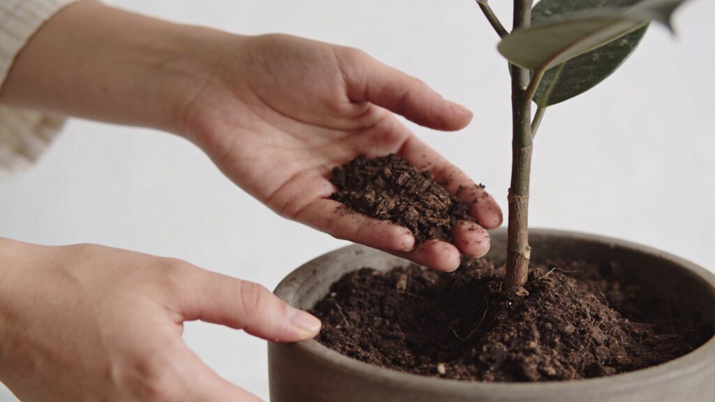 Mains inspectant terre de plante en pot humide