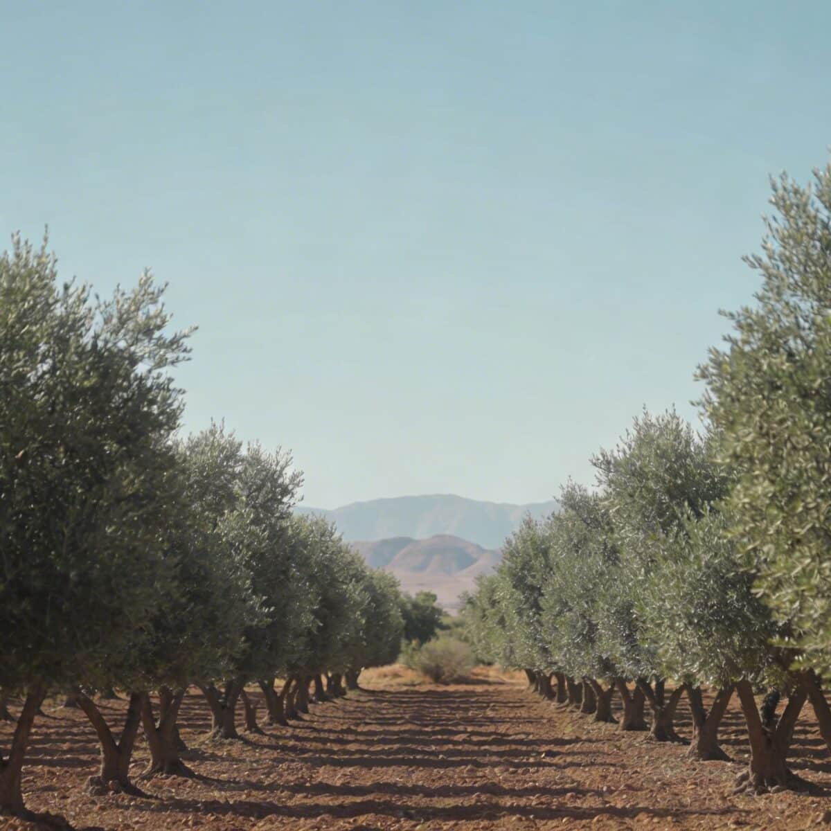 Oliviers alignes sous ciel bleu a Marrakech avec montagnes lointaines