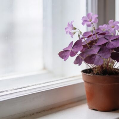 Pot d oxalis regnellii violet sur rebord de fenetre lumineux