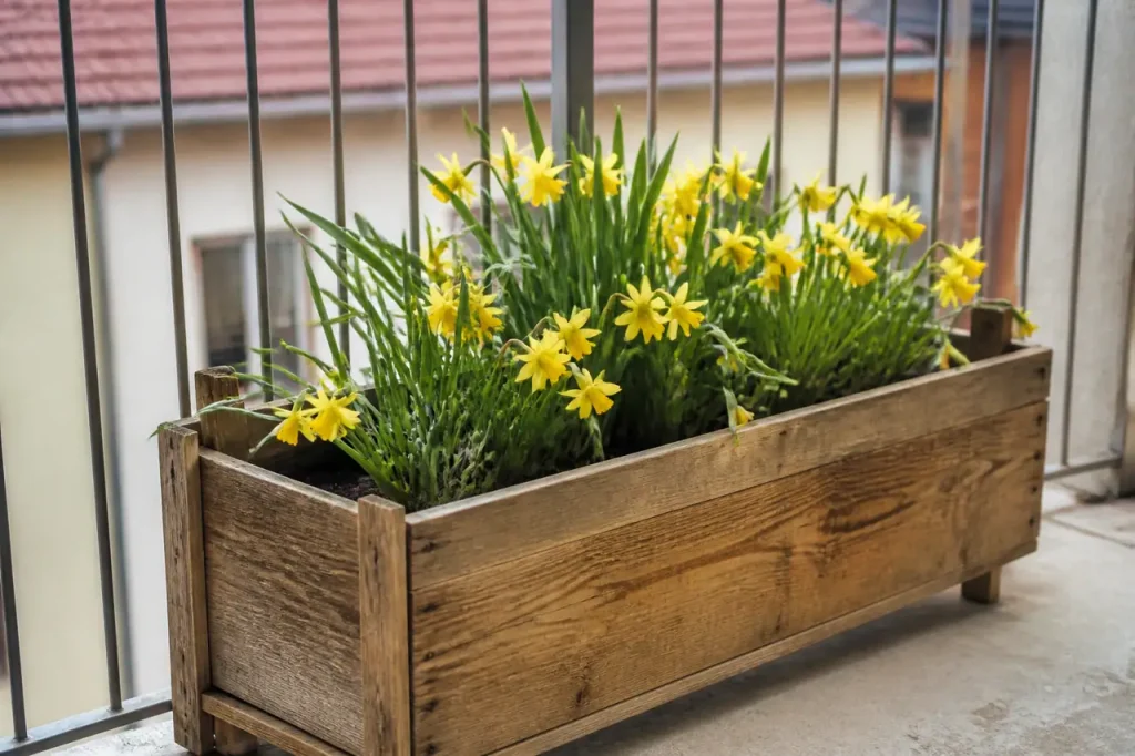 Jonquilles jaunes dans une jardiniere en bois sur balcon